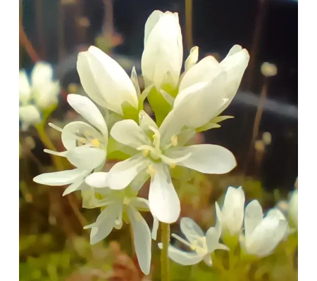Drosera verrucata DTE, 10+ gemmae
