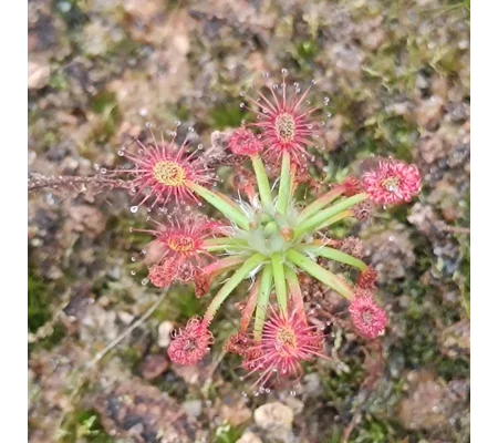 Drosera verrucata, Betty's beach, 10+ gemmae