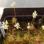 Drosera verrucata DTE, 10+ gemmae