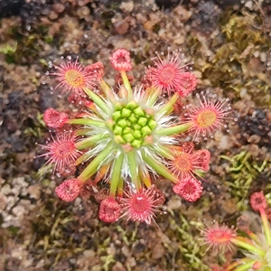 Drosera verrucata Fish track road, 10+ gemmae