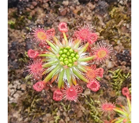 Drosera verrucata Fish track road, 10+ gemmae