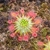 Drosera verrucata Fish track road, 10+ gemmae