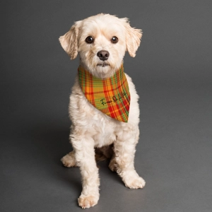 Traditional Madras Patterned Pet's Scarf