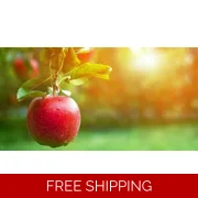 Forbidden Fruit Body Oil Sample