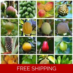 Jamaican Fruit Body Oil Sample