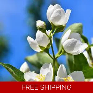 Jasmine Body Oil Sample