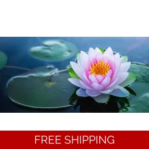 Lotus Flower Body Oil Sample