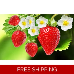 Strawberry Body Oil Sample