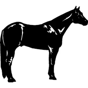 Class 4 Halter Senior Geldings & Stallions