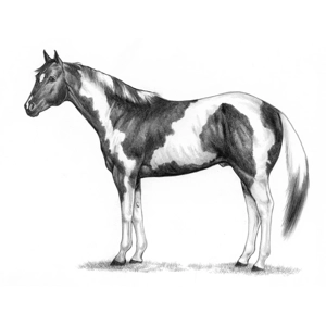 Class 10 Spots and Splashes Halter