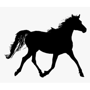 Class 42 Open WT  Equitation Pattern