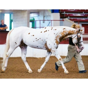Class 35 In Hand Dressage Pick A Test