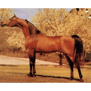 Class 28 Fine Breeds Halter