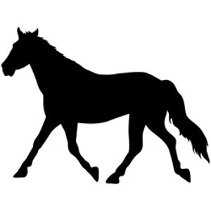 Class 6 Adult Open Equitation pattern WT/WJ