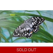 Butterfly - Sold