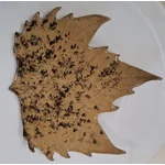 Earthen leaves – Autumn leaf plates (Set of 3)