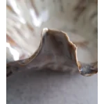 Turtle Shell Bloom