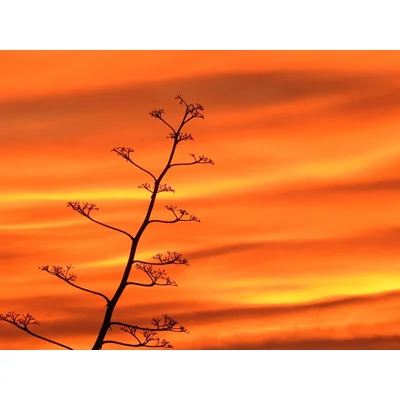 African sunset