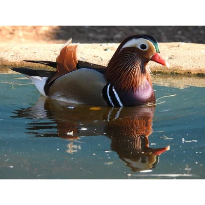 Mandarin dock