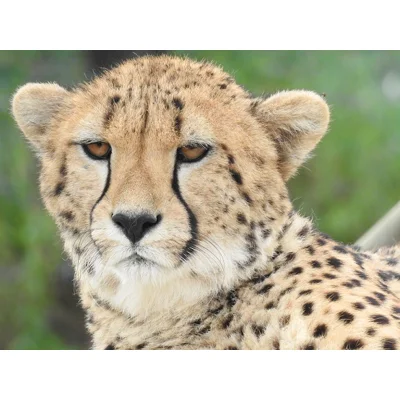 Cheetah