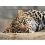 Resting