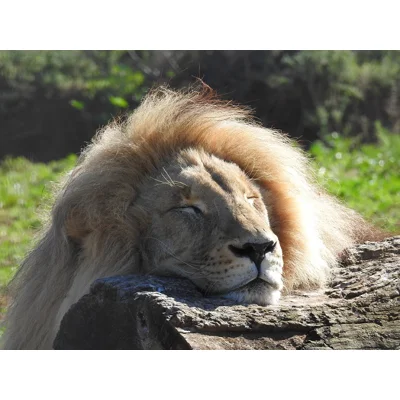Afternoon nap