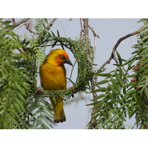 Weaver bird