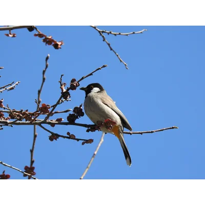 Sparrow