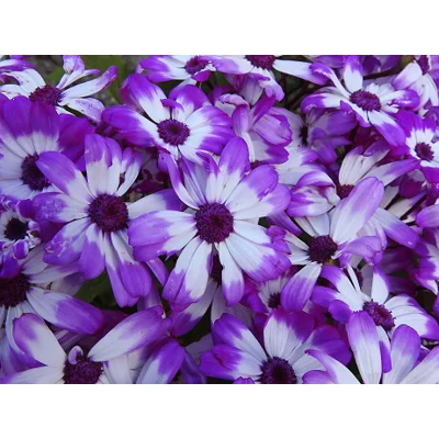 Purple feast