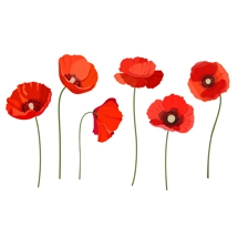 WST POPPIES 4