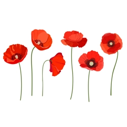 WST POPPIES 4