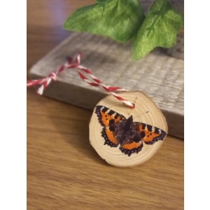 Tortoiseshell butterfly chri..