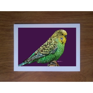 Budgie greetings card