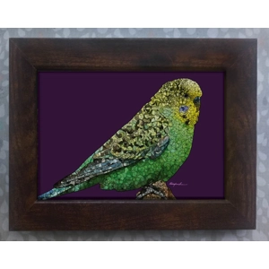 Budgie framed print 7x5