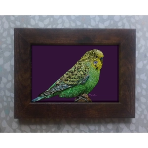 Budgie framed print 6x4