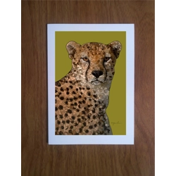 Cheetah greetings card