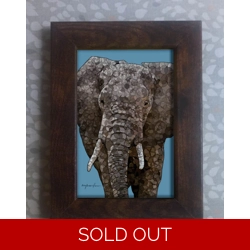 Elephant framed print 6x4