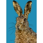 Hare Affirmation Card
