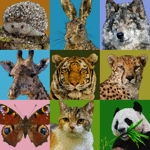 Affirmation Spirit Animal card set 22pc