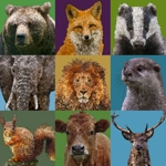 Affirmation Spirit Animal card set 22pc