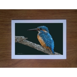 Kingfisher greetings card