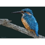 Kingfisher Affirmation Card