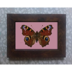 Peacock buuterfly framed pri..