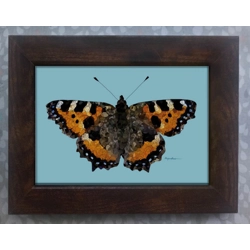 Tortoiseshell butterfly fram..