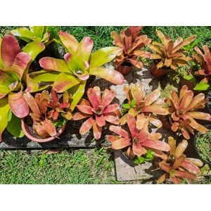 Bromeliads