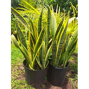Yellow Snake Plant