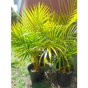 Areca Palm