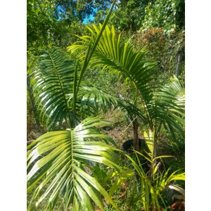 Royal Palm