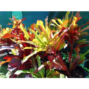 Crotons