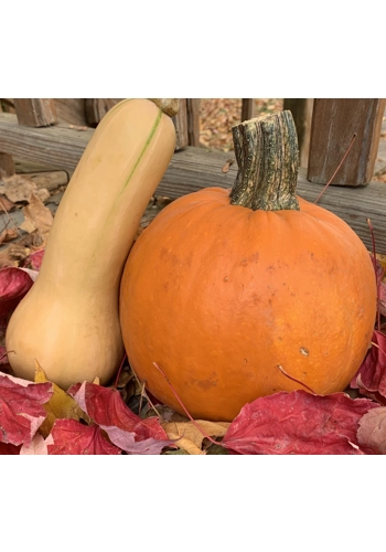Butternut Pumpkin tin